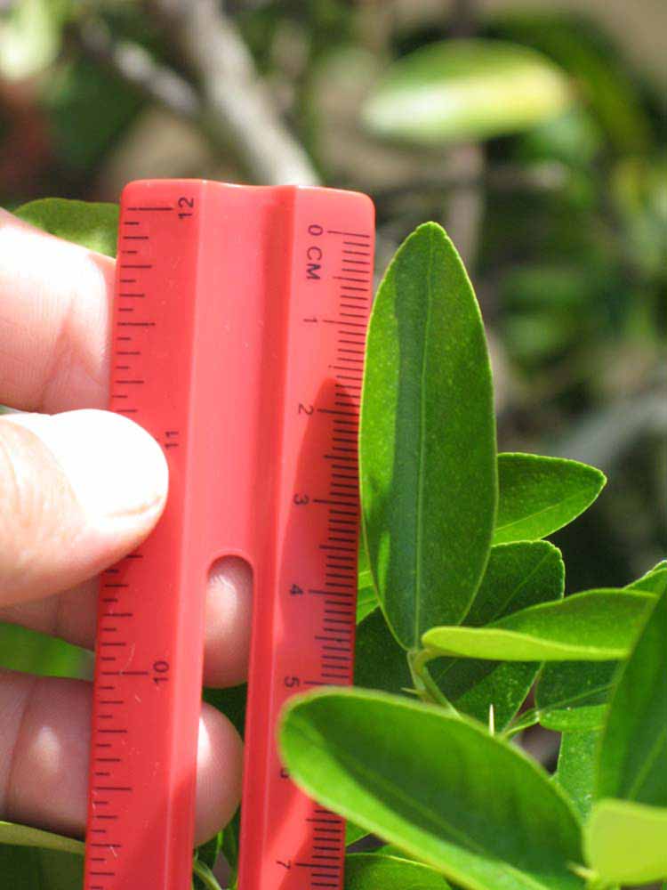              Unifoliolate leaf (Winter Haven, FL)       